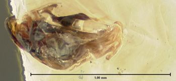 Media type: image;   Entomology 32532 Aspect: genitalia